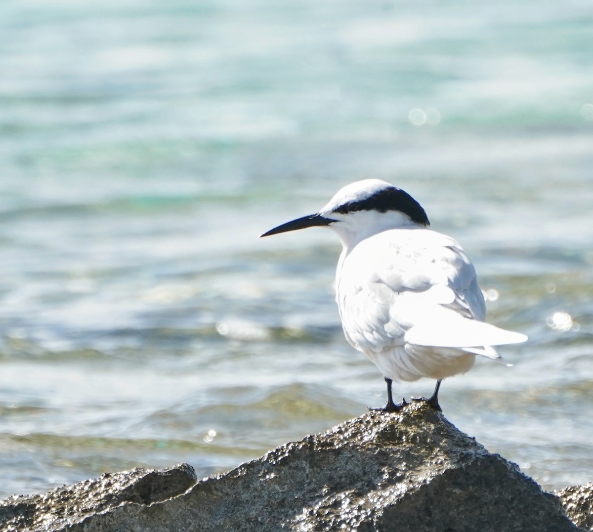 Black-naped Tern - Ian Kerr