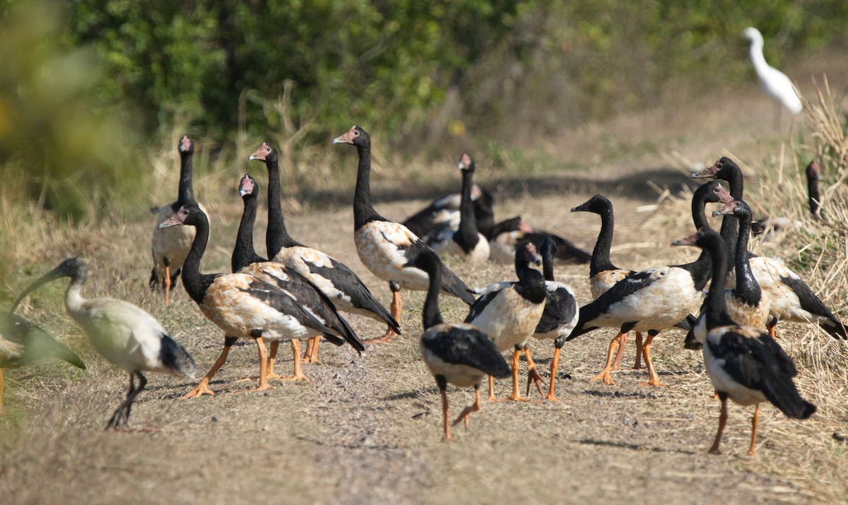 Magpie Goose - ML622057976