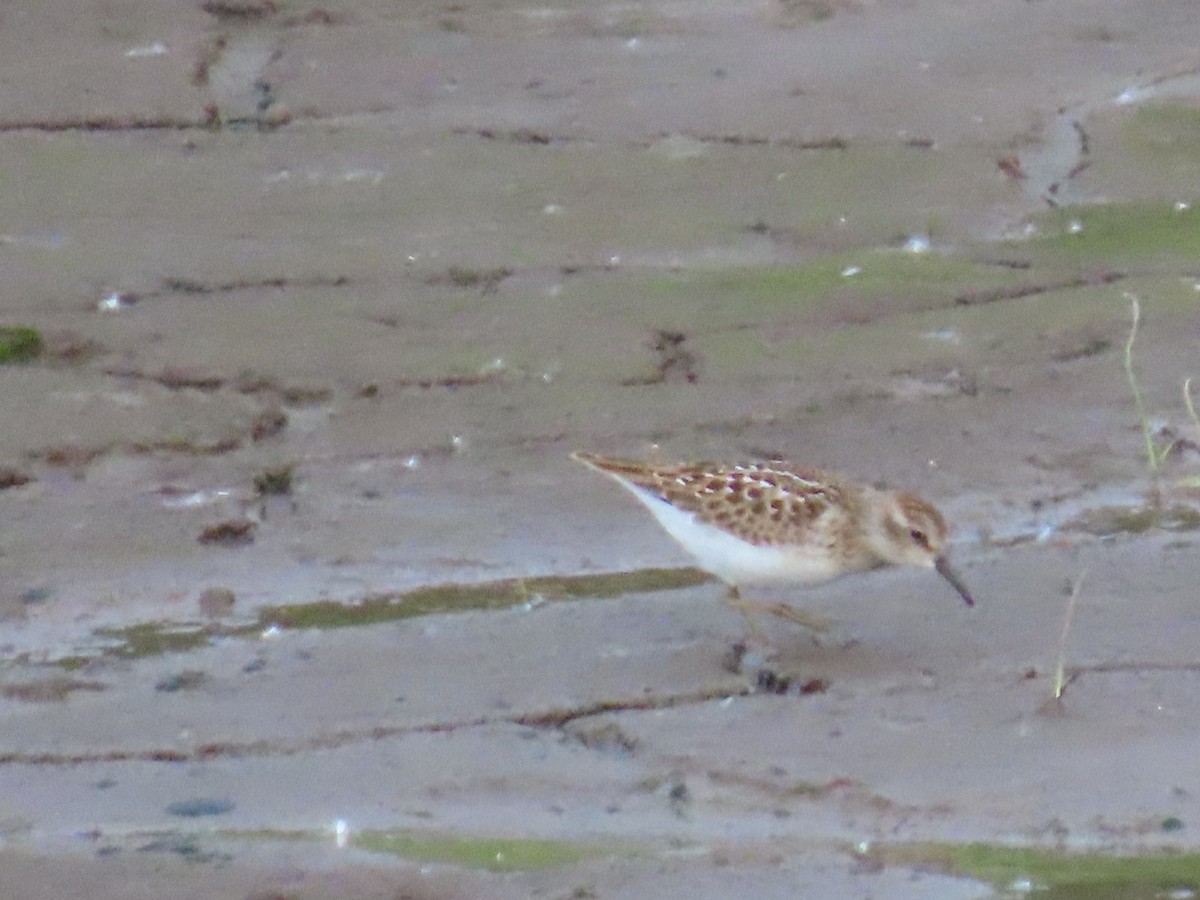 Least Sandpiper - ML622057981