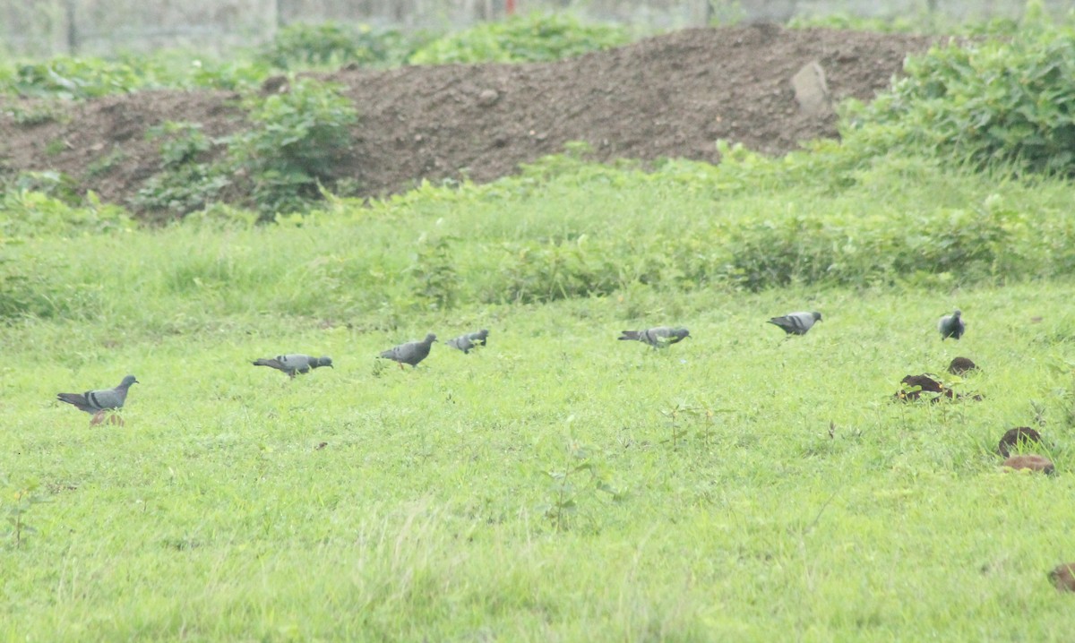 Rock Pigeon (Feral Pigeon) - ML622057982