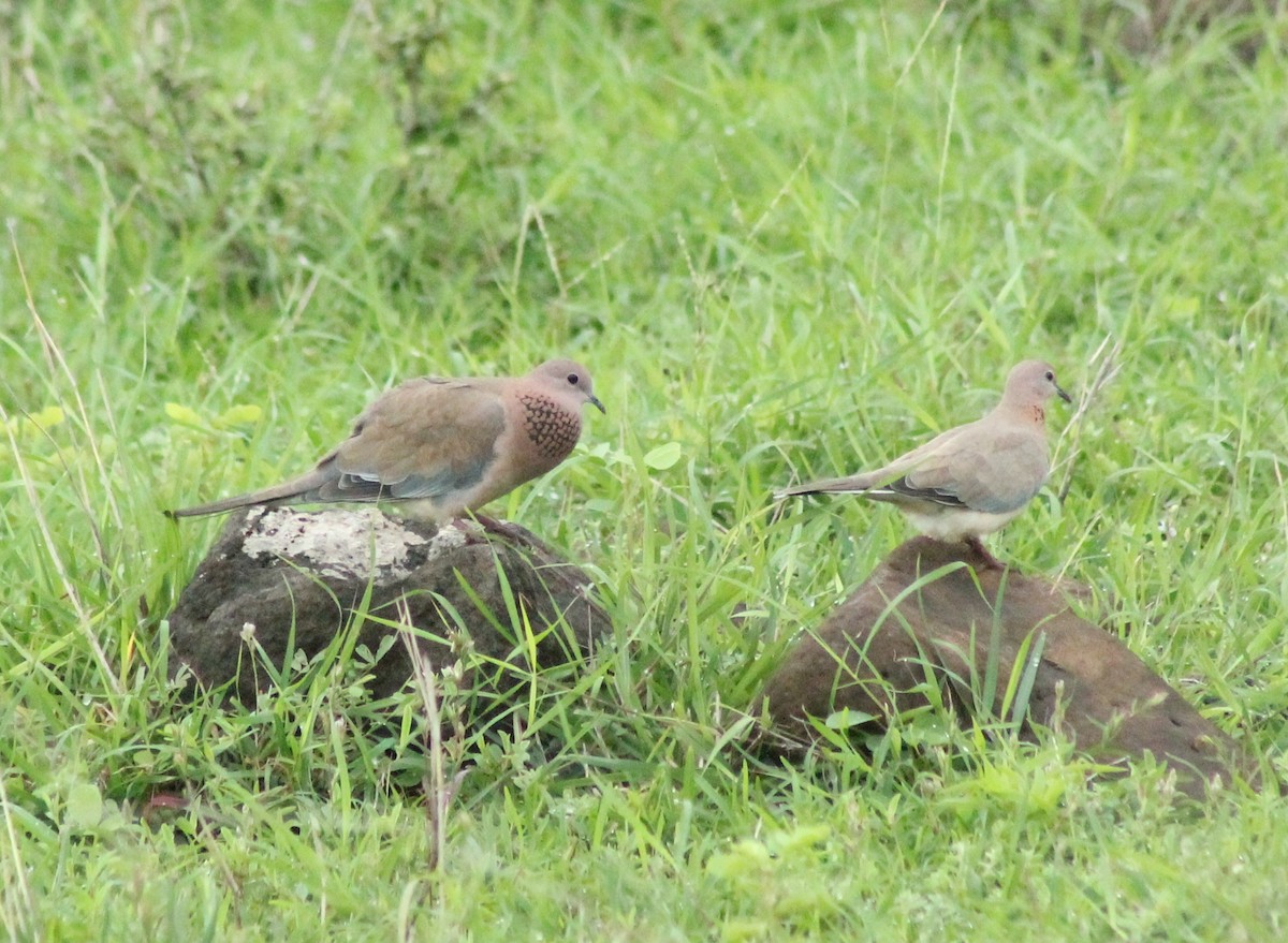 Laughing Dove - ML622057983