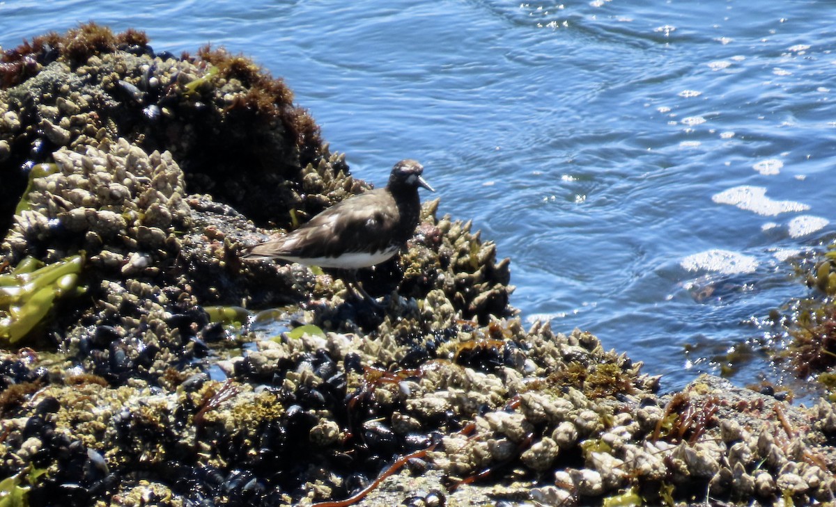 Black Turnstone - Petra Clayton