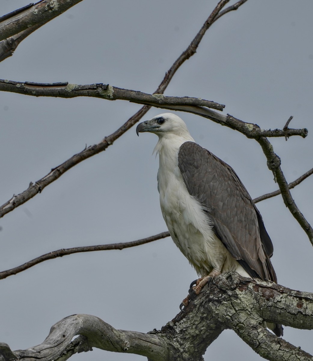 White-bellied Sea-Eagle - Ian Kerr