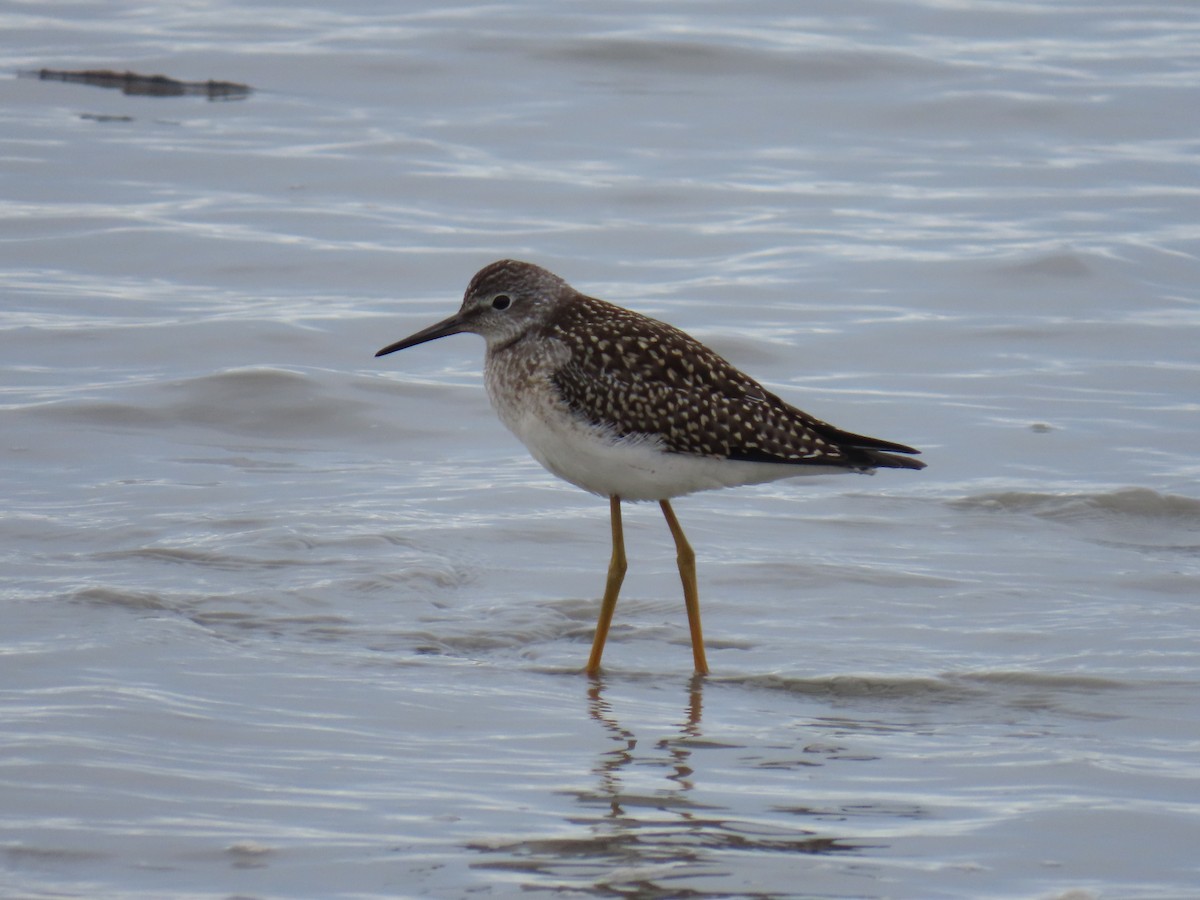 Lesser Yellowlegs - Laura Burke