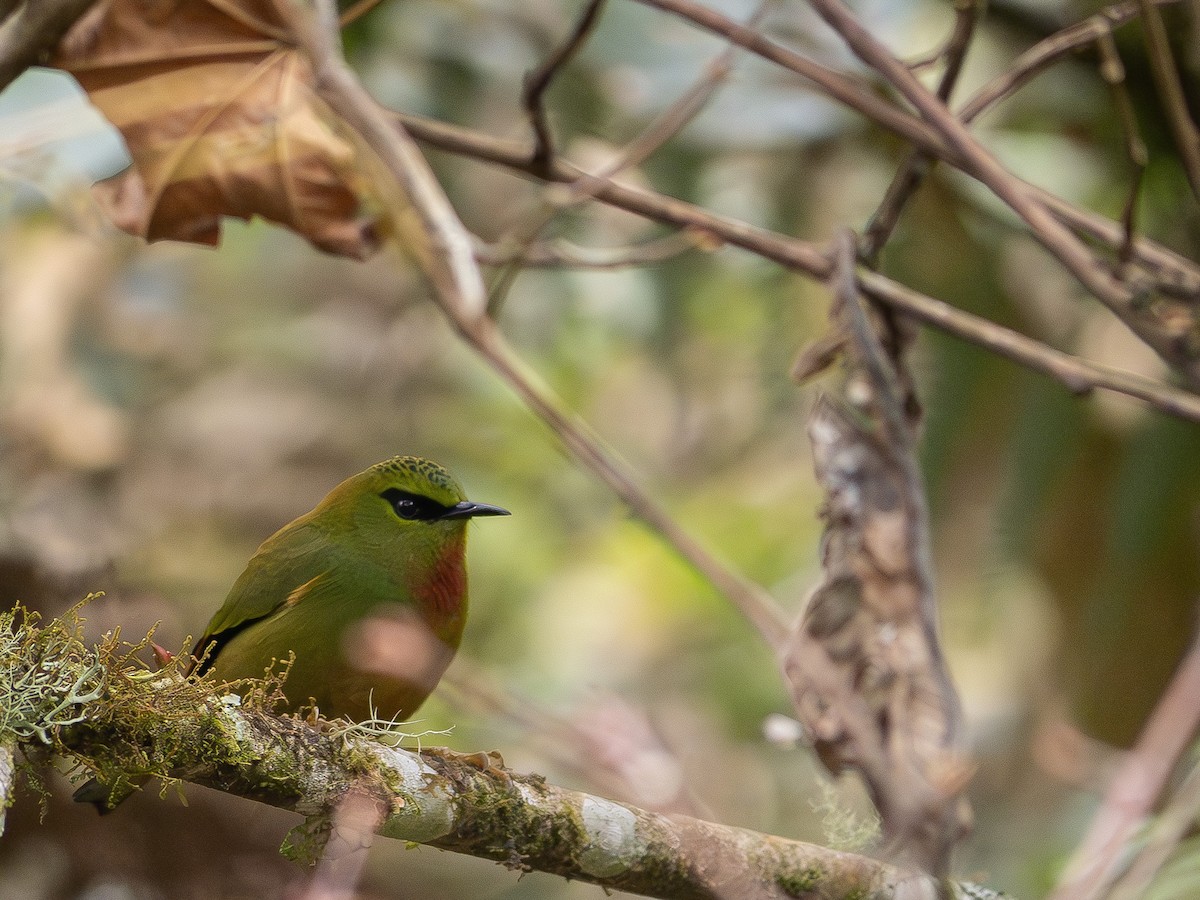 Fire-tailed Myzornis - ML622058022