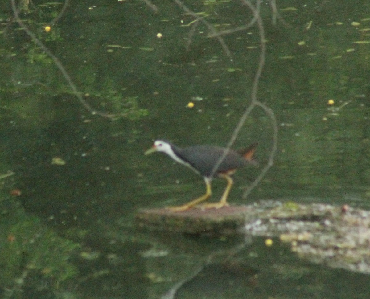 White-breasted Waterhen - ML622058026