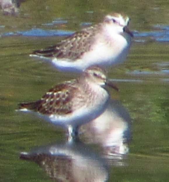 pygmésnipe - ML622058029