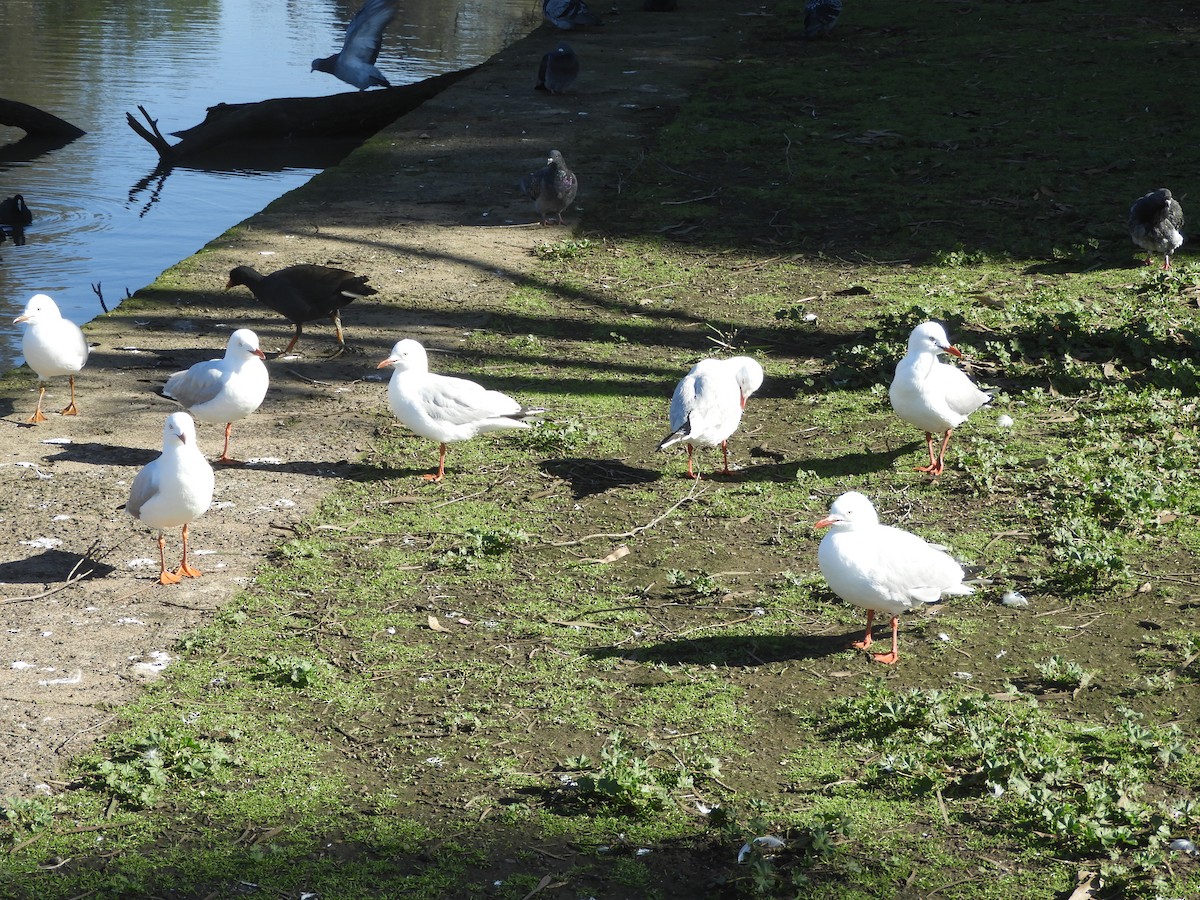 Mouette argentée - ML622058030