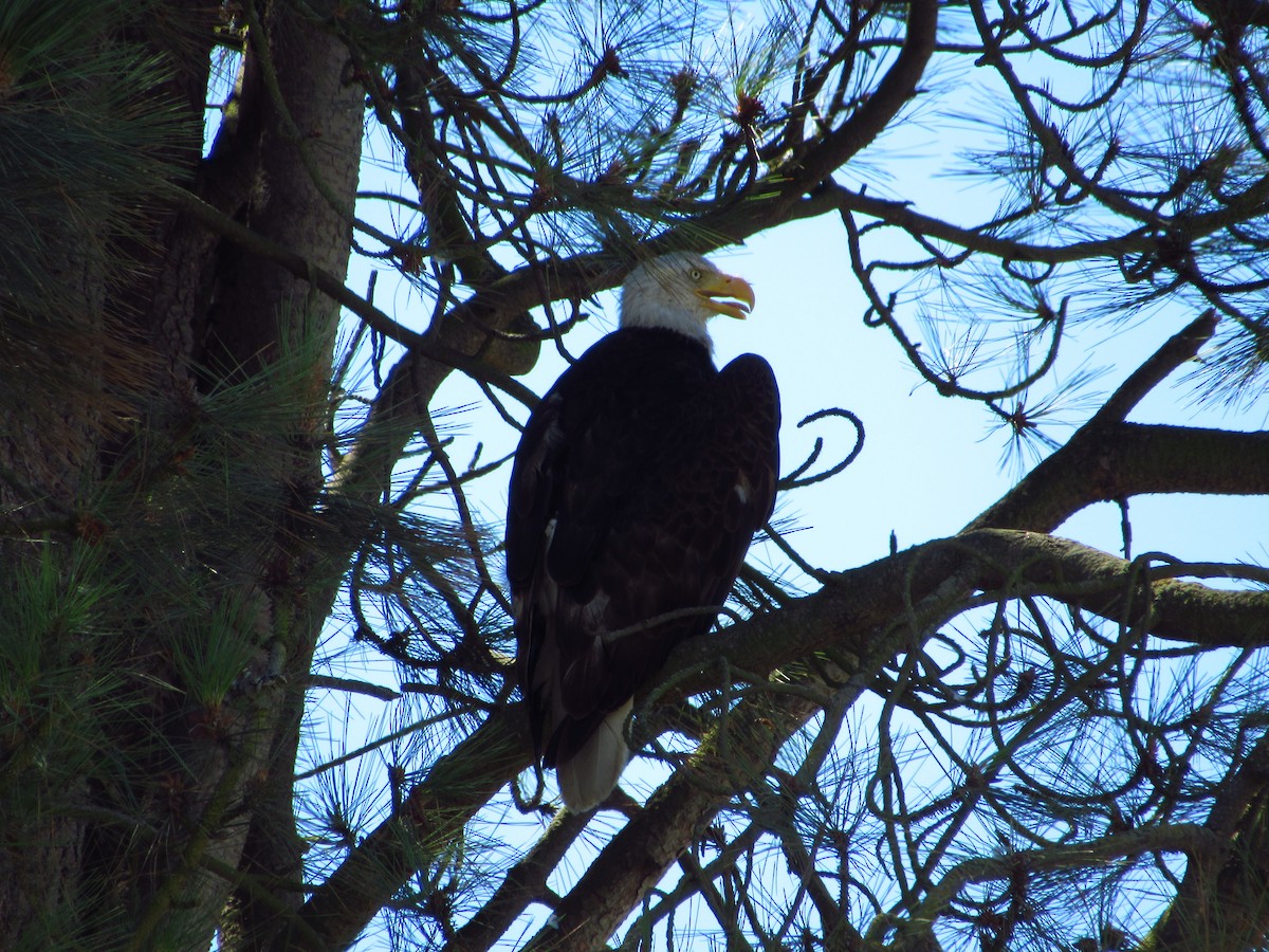 Bald Eagle - Eric Ray