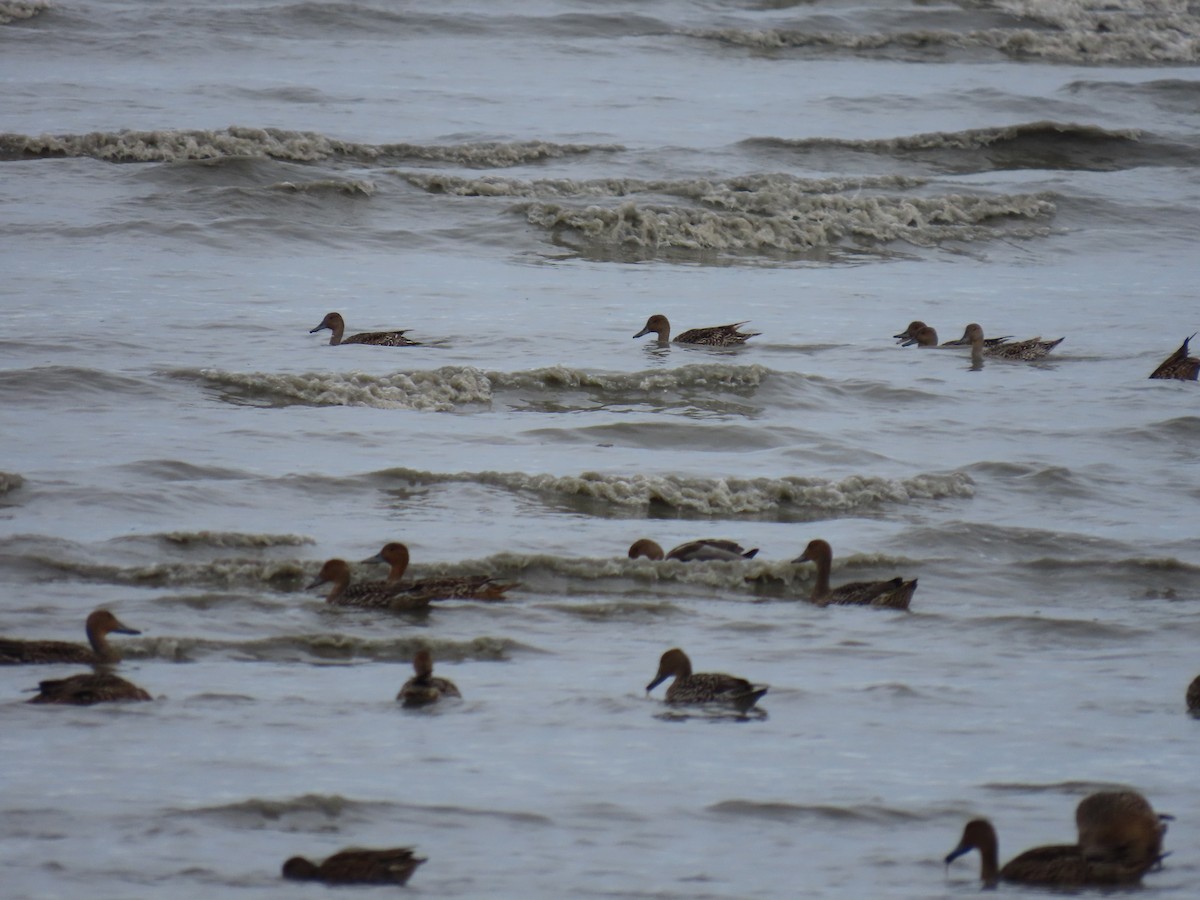 Northern Pintail - Laura Burke