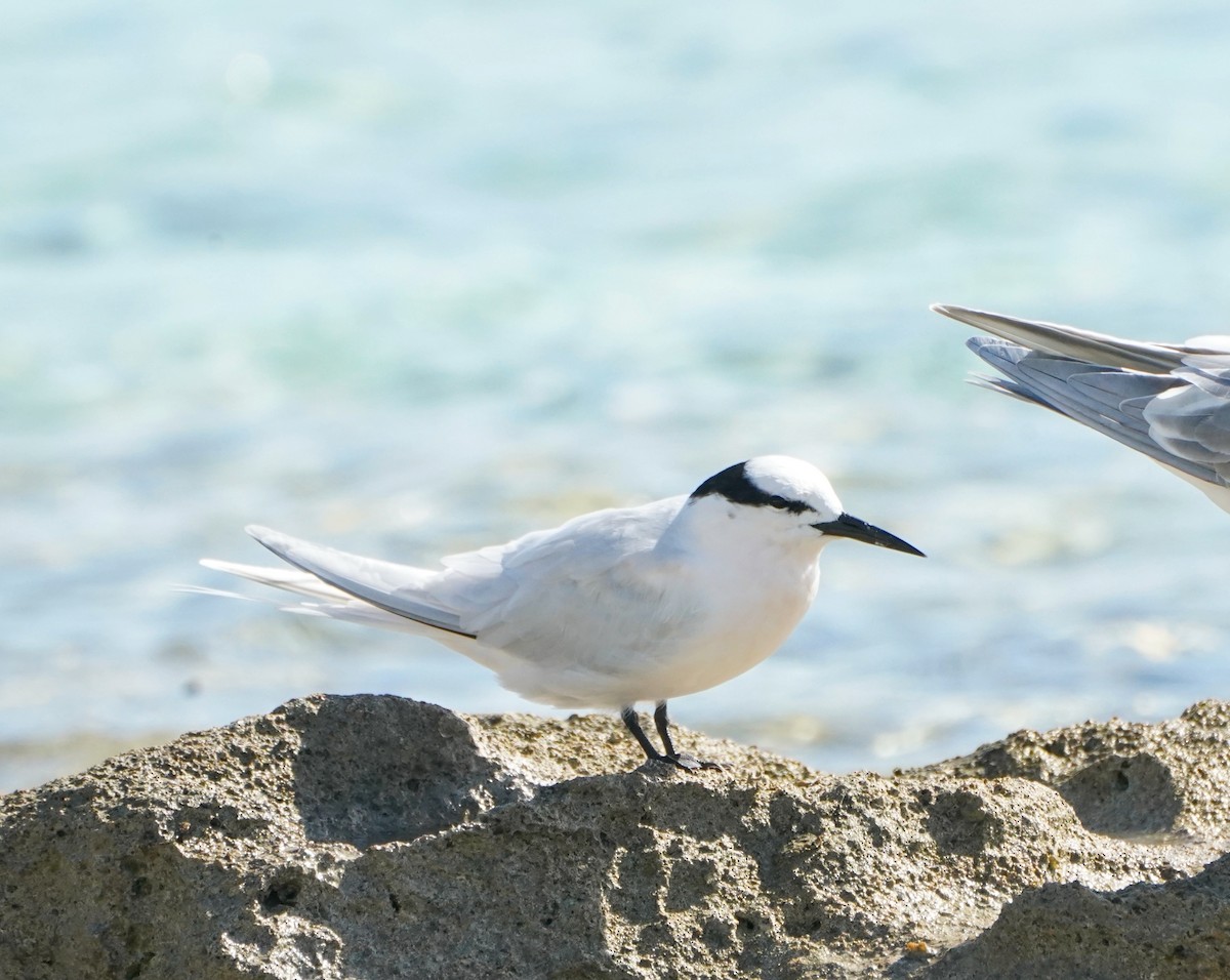 Black-naped Tern - ML622058043