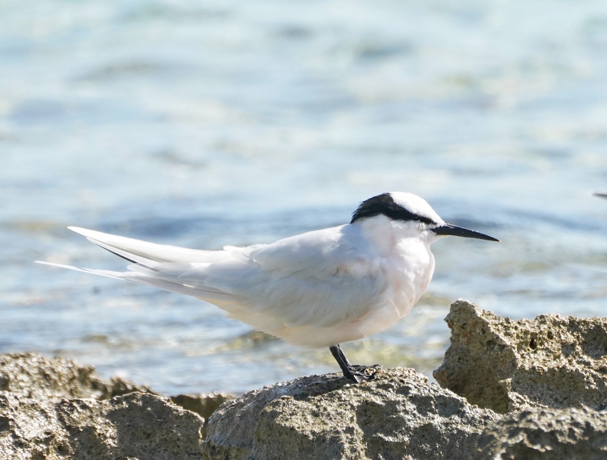 Black-naped Tern - Ian Kerr