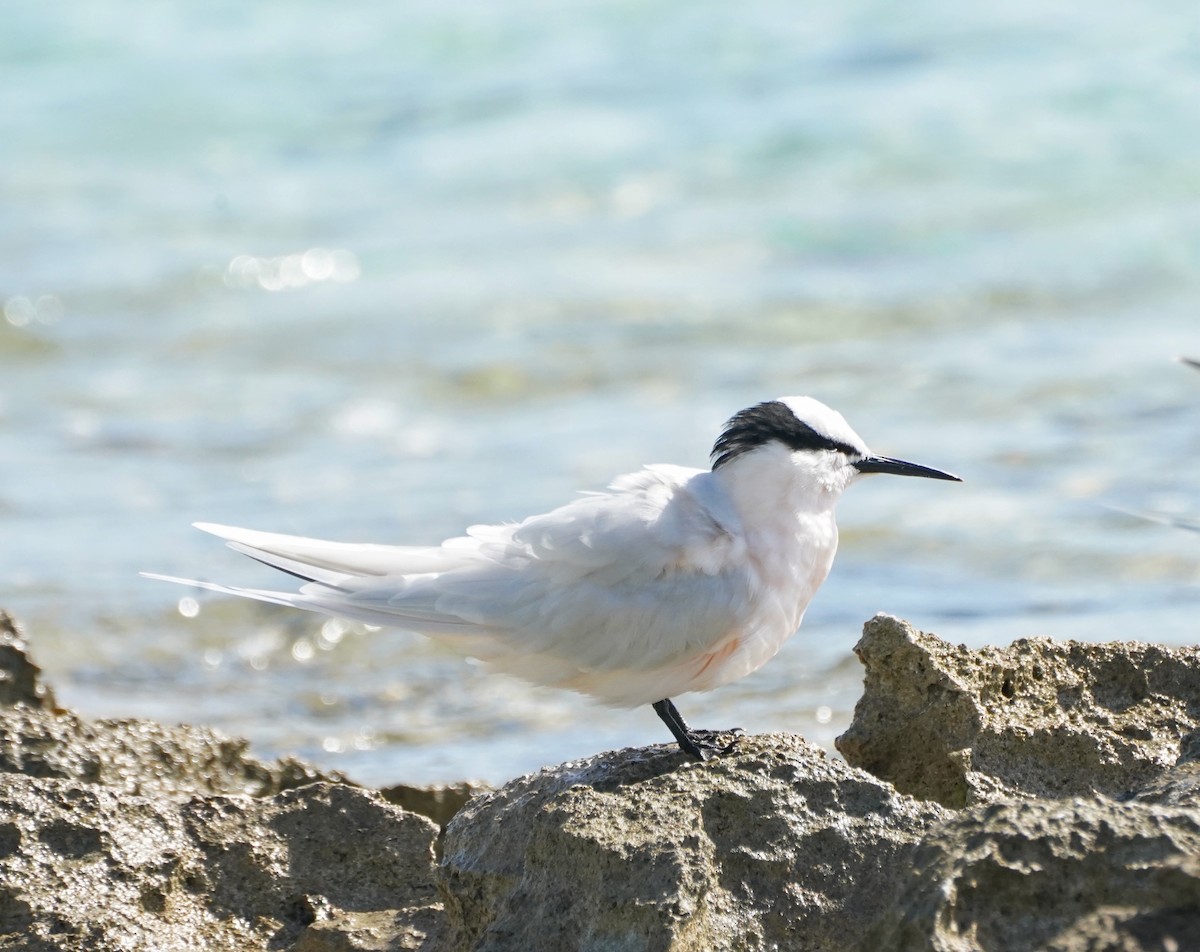 Black-naped Tern - ML622058046