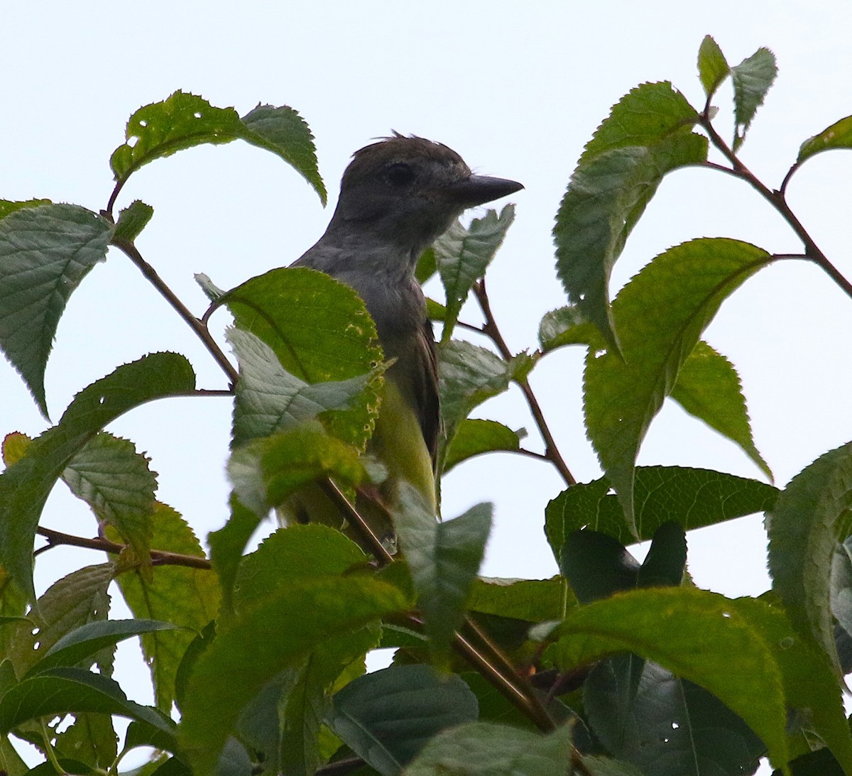 Great Crested Flycatcher - Karen Miller