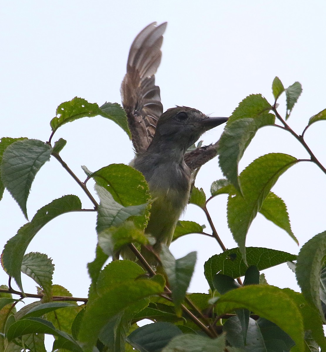 Great Crested Flycatcher - ML622058048