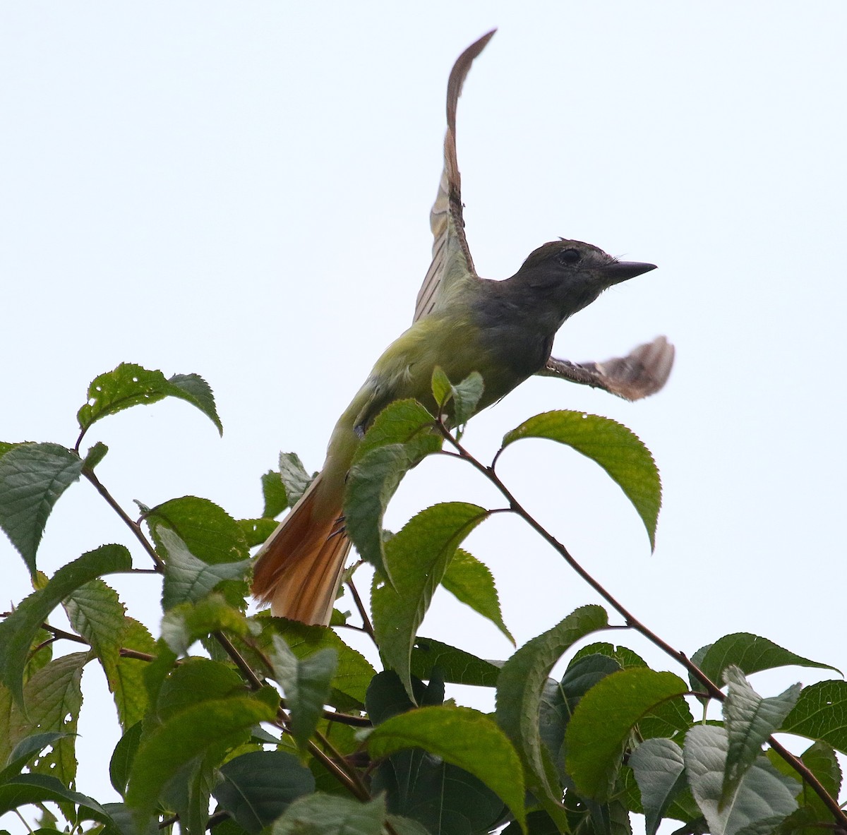 Great Crested Flycatcher - ML622058049