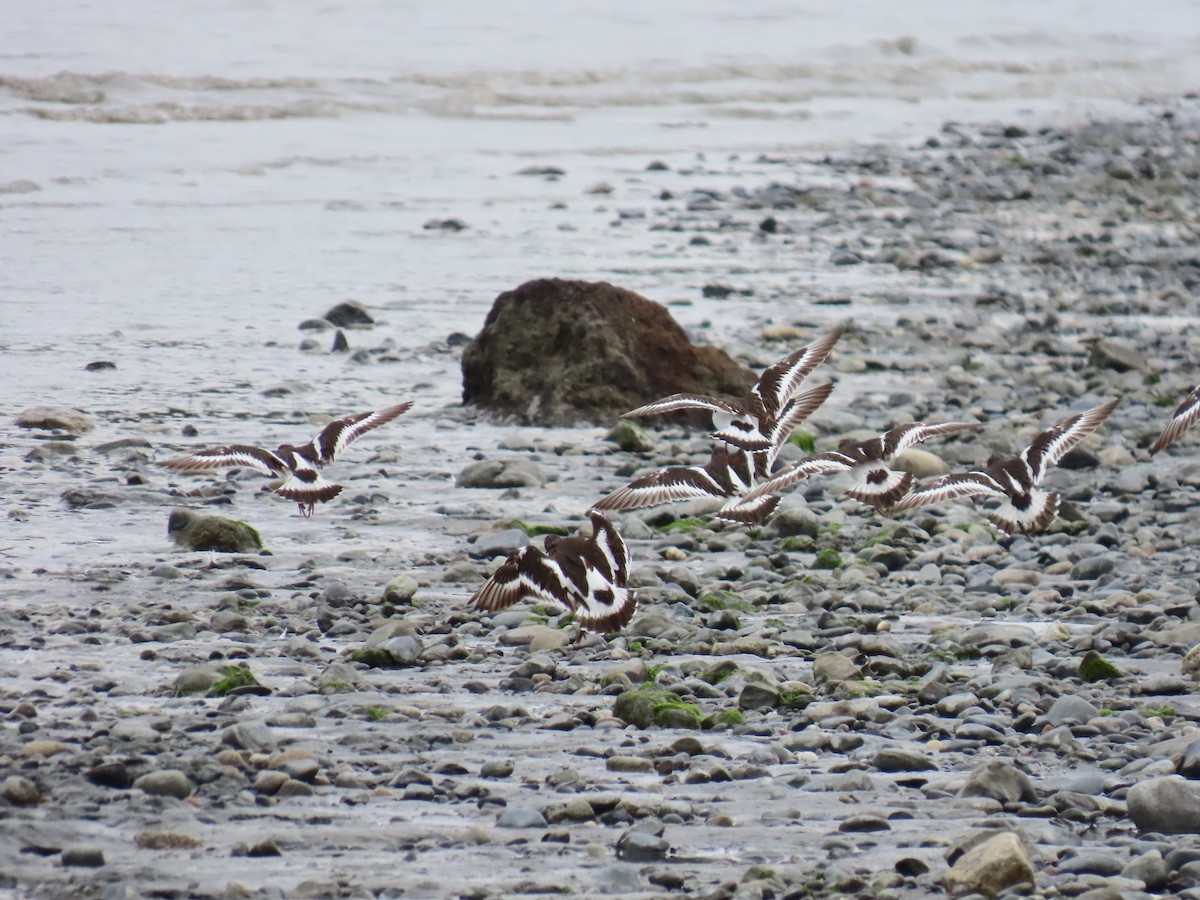 Black Turnstone - ML622058050