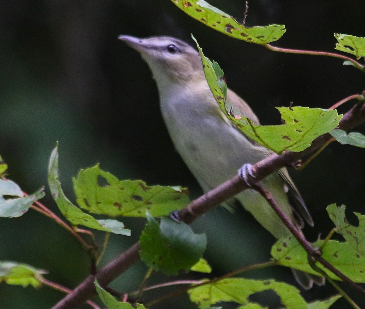 rødøyevireo - ML622058052