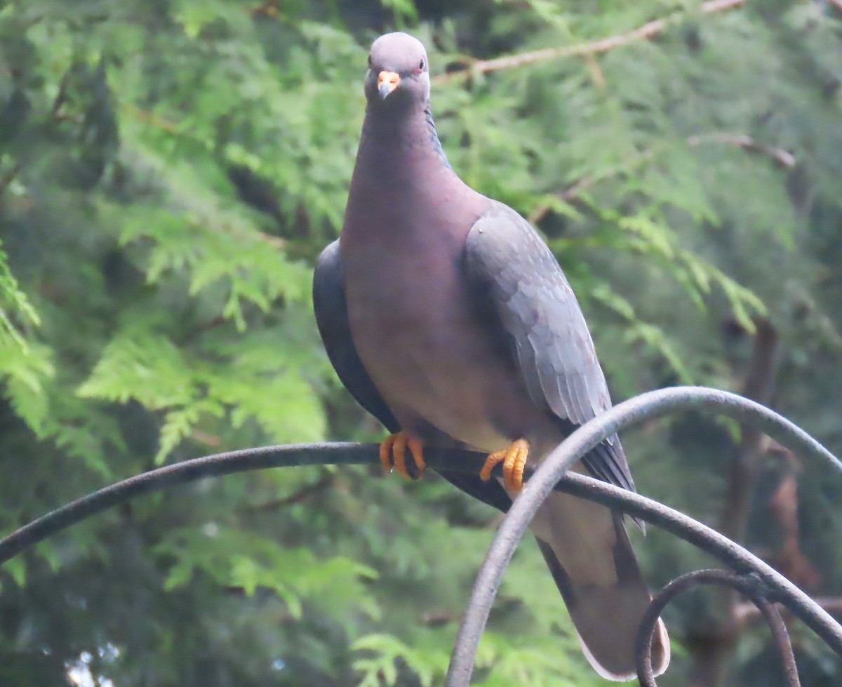 Band-tailed Pigeon - ML622058053