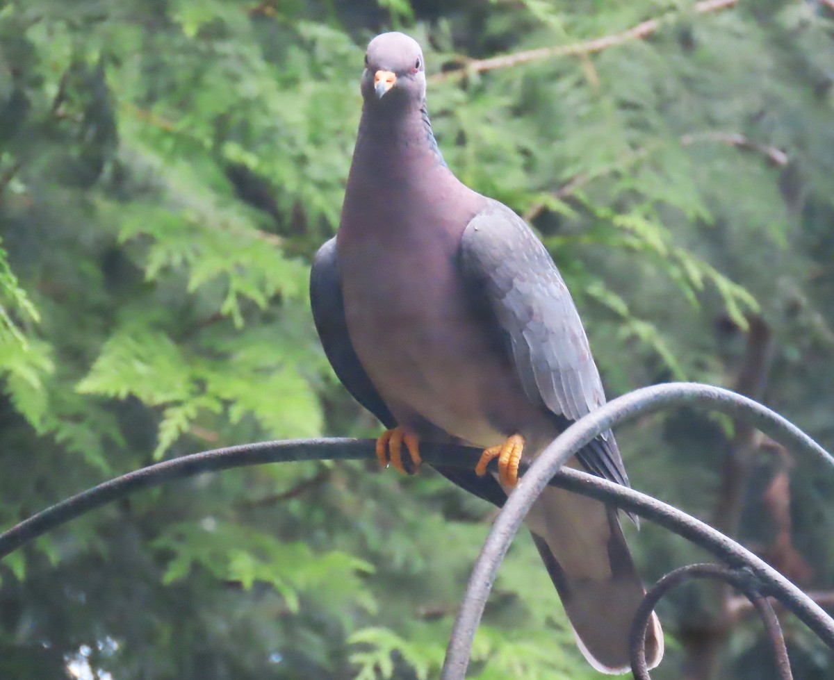 Pigeon à queue barrée - ML622058053