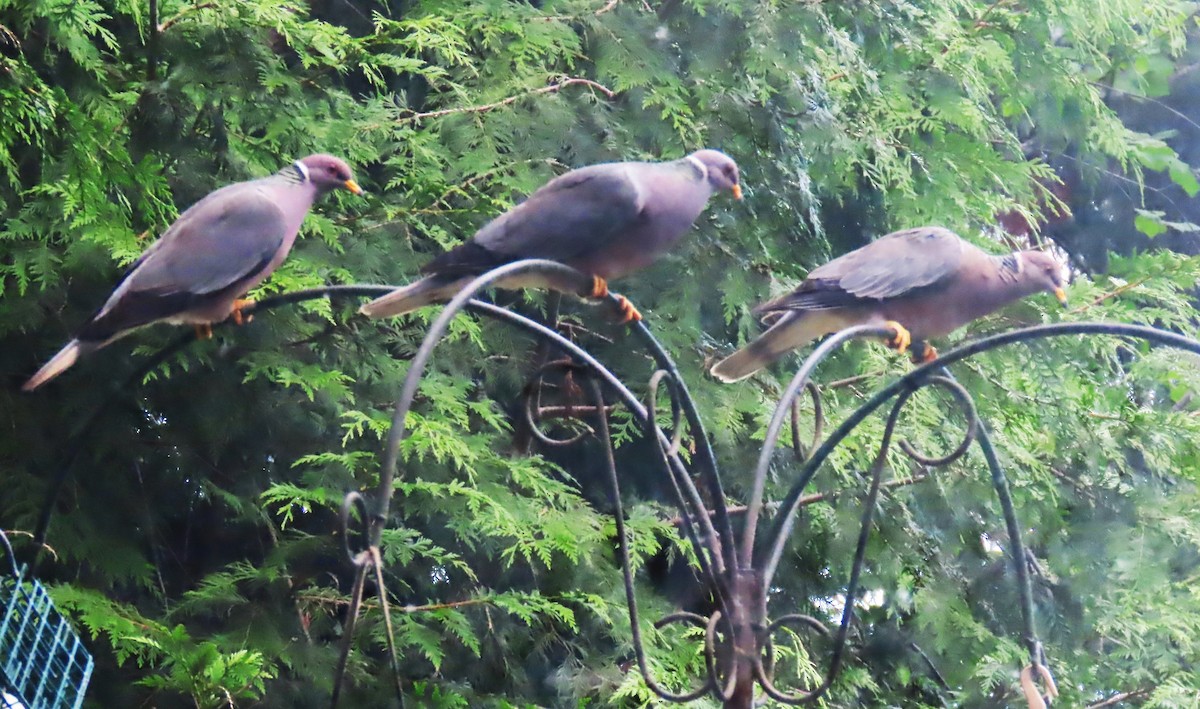 Band-tailed Pigeon - ML622058054