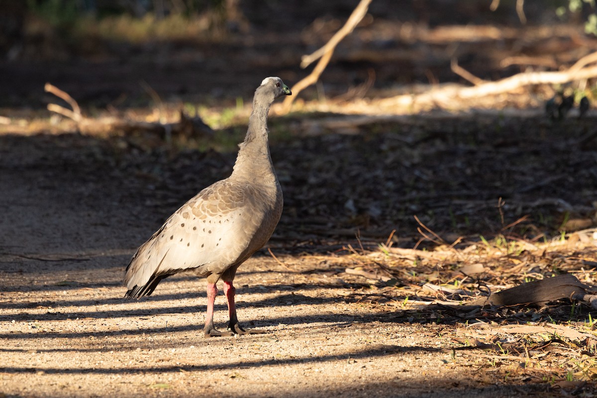 Cape Barren Goose - ML622058055