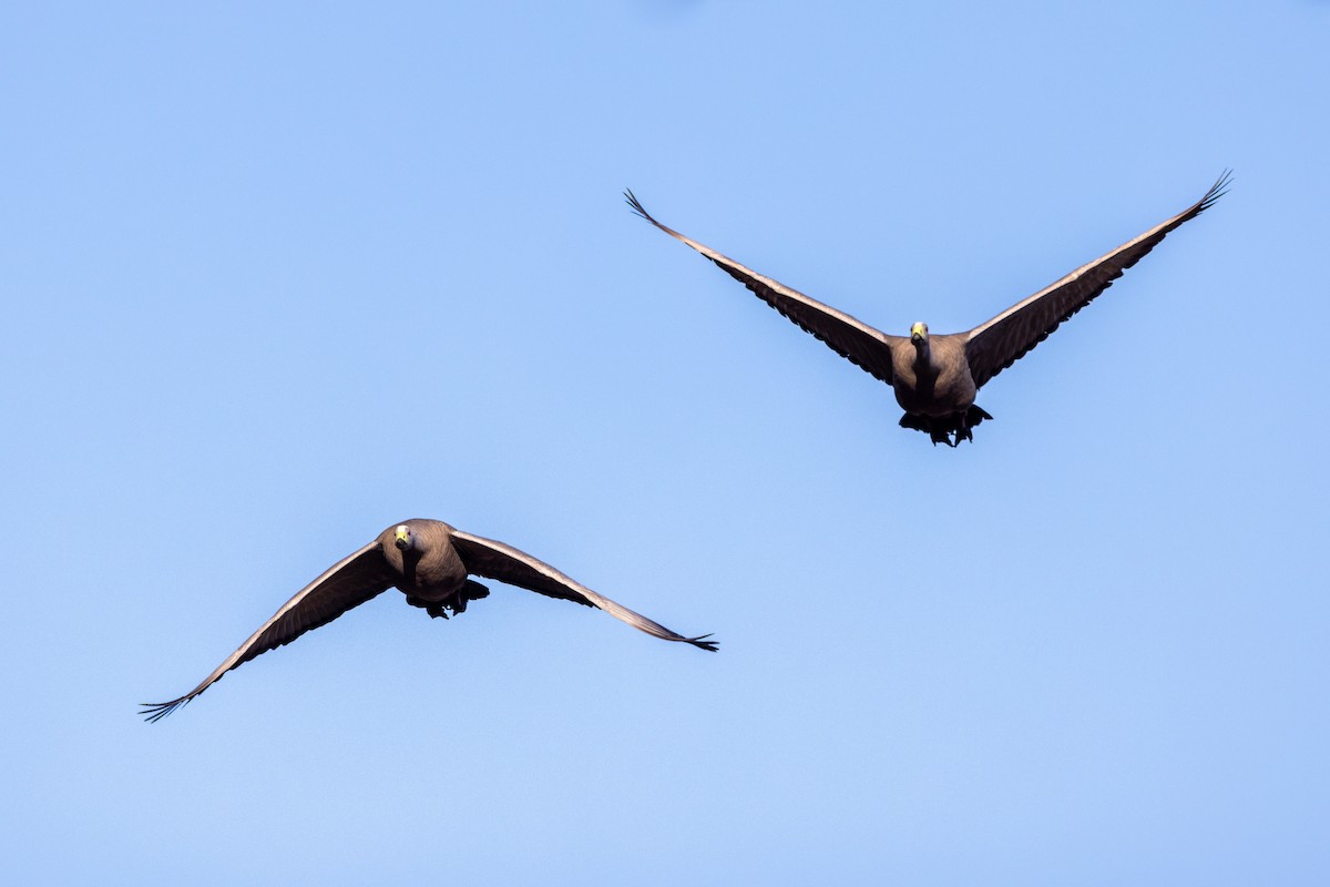 Cape Barren Goose - ML622058056