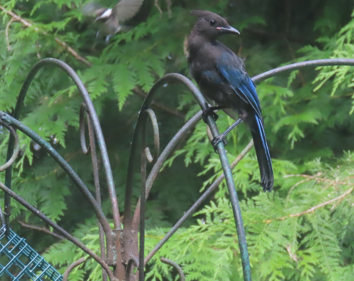 Steller's Jay (Coastal) - ML622058059