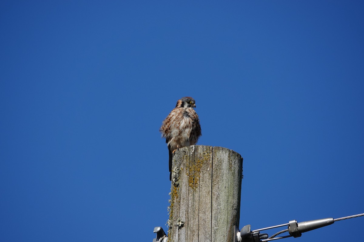 American Kestrel - ML622058060