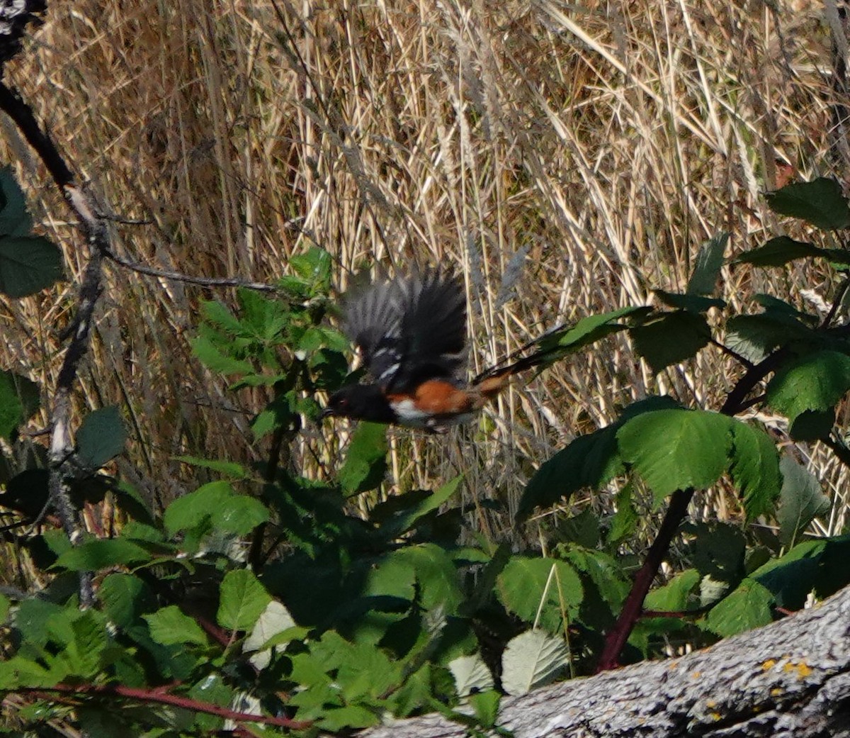 Spotted Towhee - ML622058062