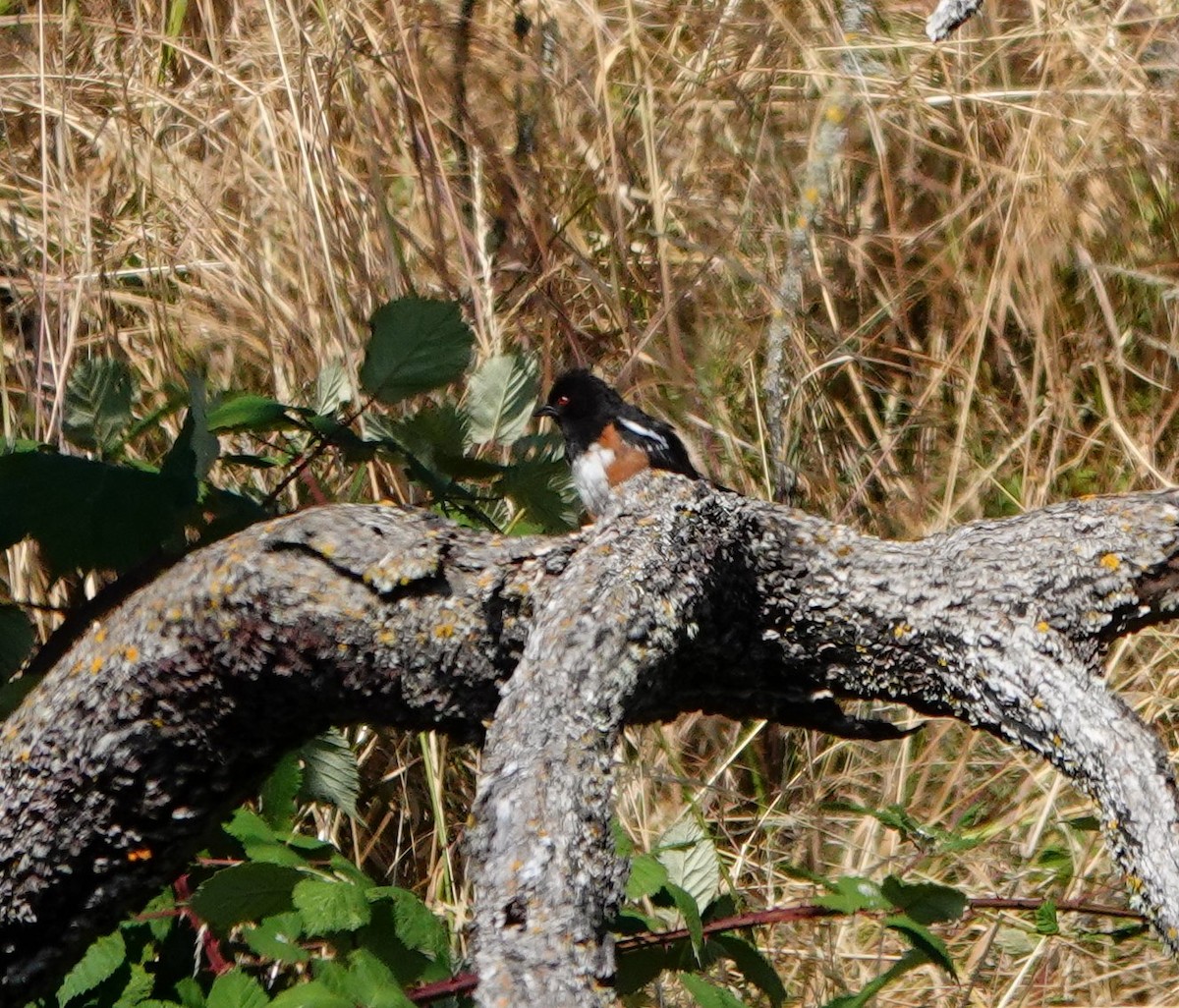Spotted Towhee - ML622058063