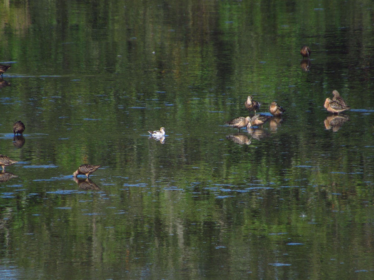 Red-necked Phalarope - Eric Ray