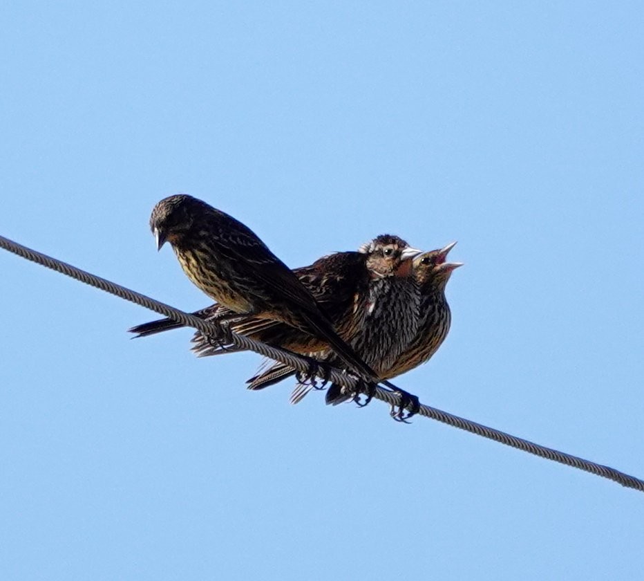 Red-winged Blackbird - ML622058071