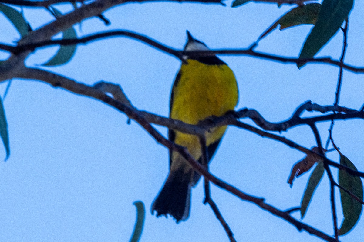 Golden Whistler - ML622058072