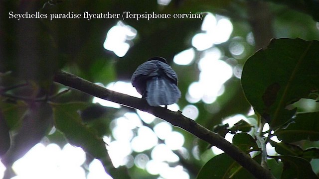 Seychelles Paradise-Flycatcher - ML622058076