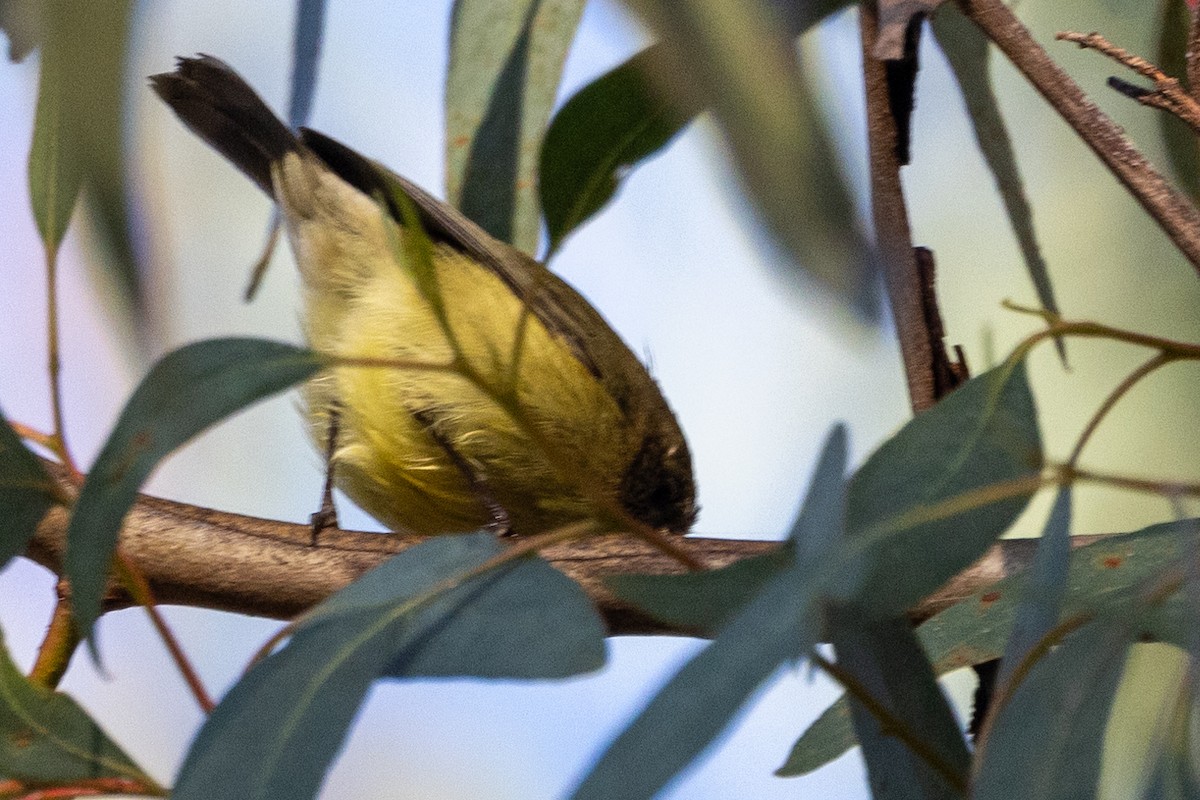 Yellow Thornbill - ML622058078