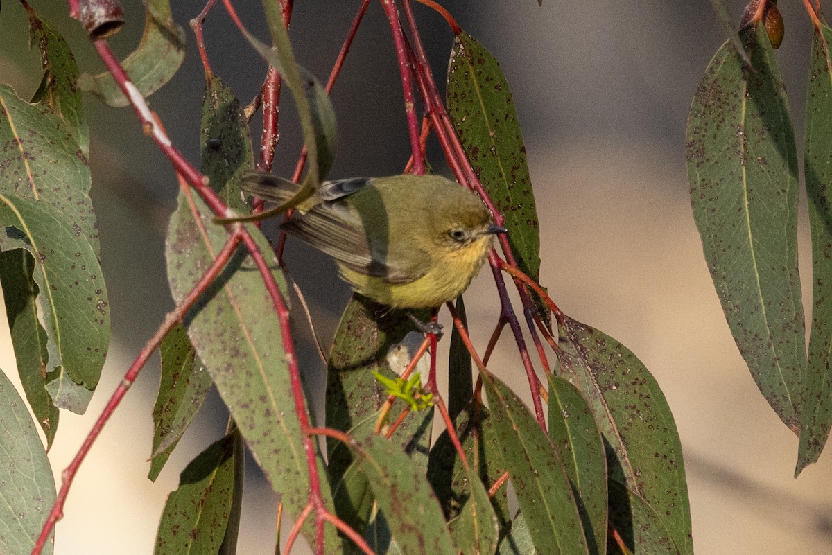 Yellow Thornbill - ML622058079