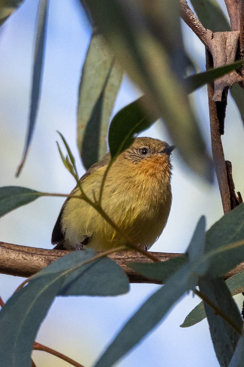 Yellow Thornbill - ML622058080