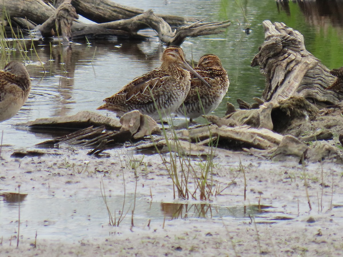 Wilson's Snipe - ML622058081