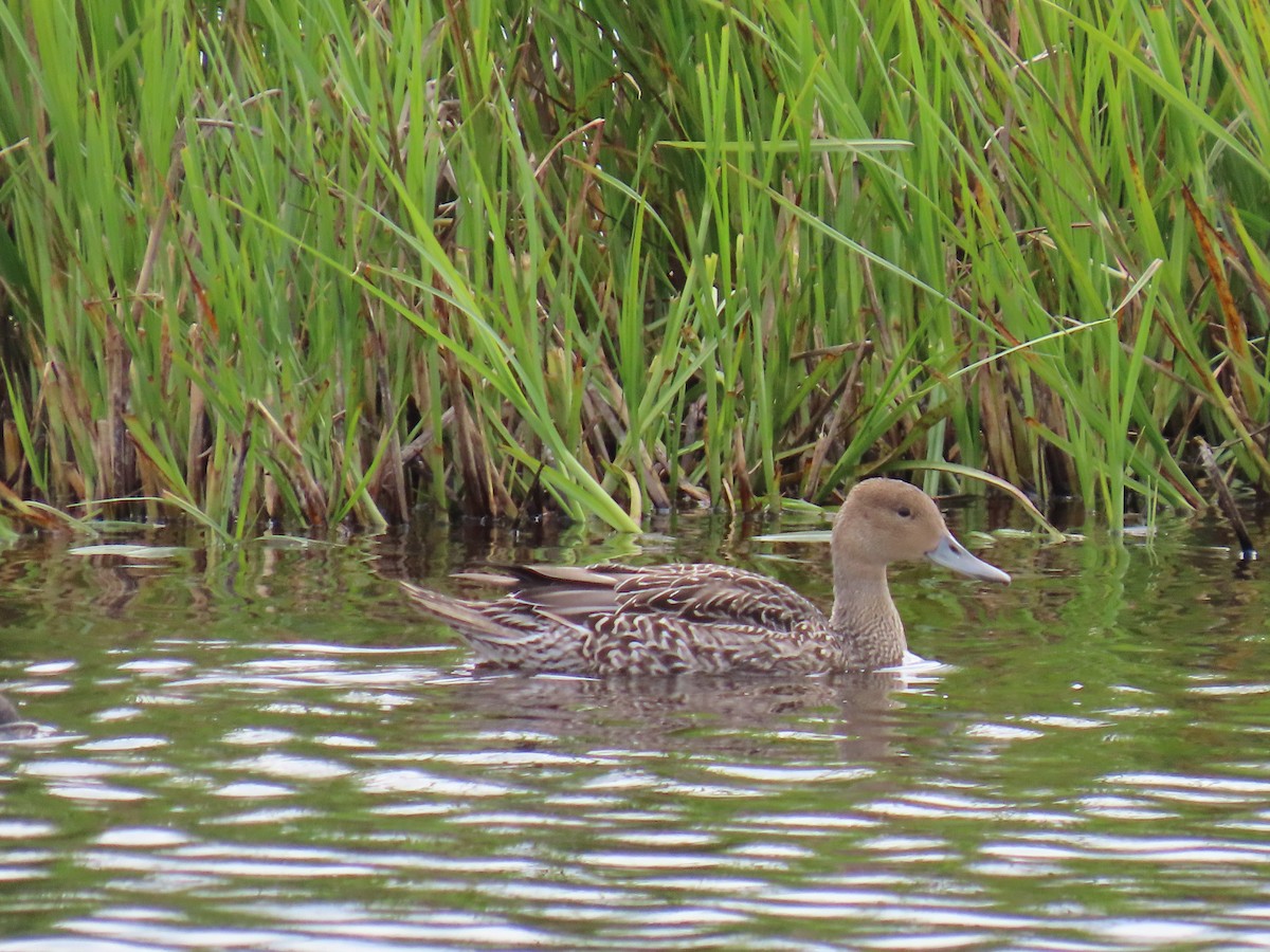 Northern Pintail - ML622058083