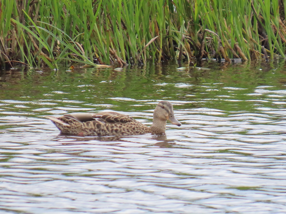 Canard colvert - ML622058084