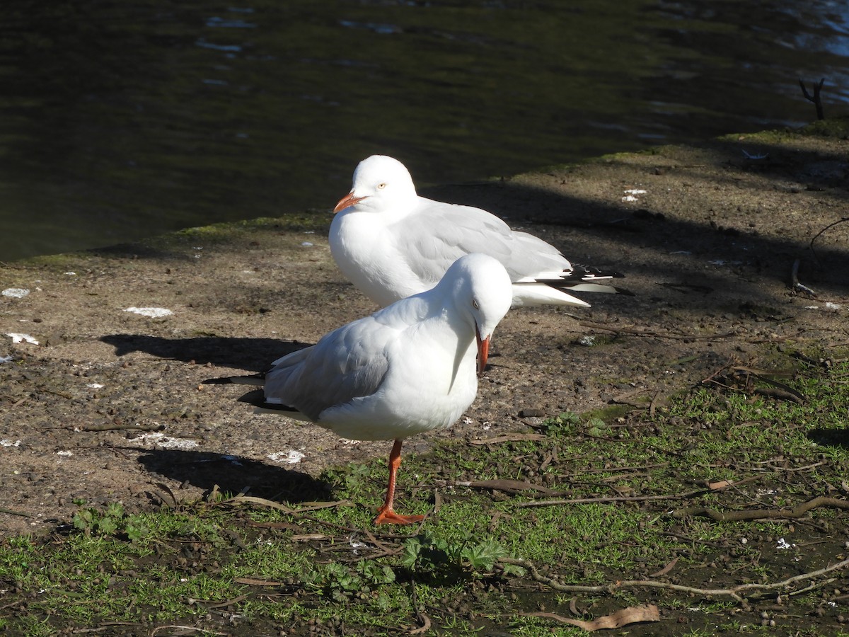 Silver Gull - ML622058085