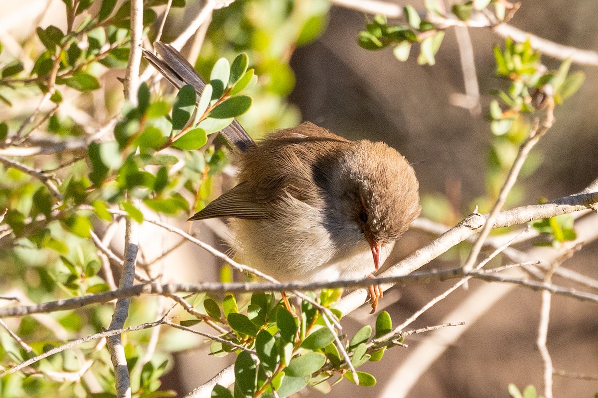 Superb Fairywren - ML622058086