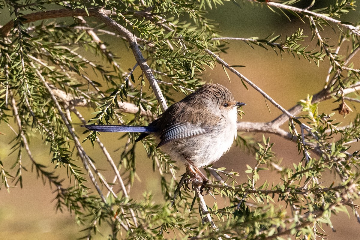 Superb Fairywren - ML622058087