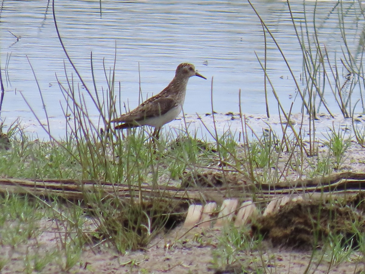 Pectoral Sandpiper - ML622058088