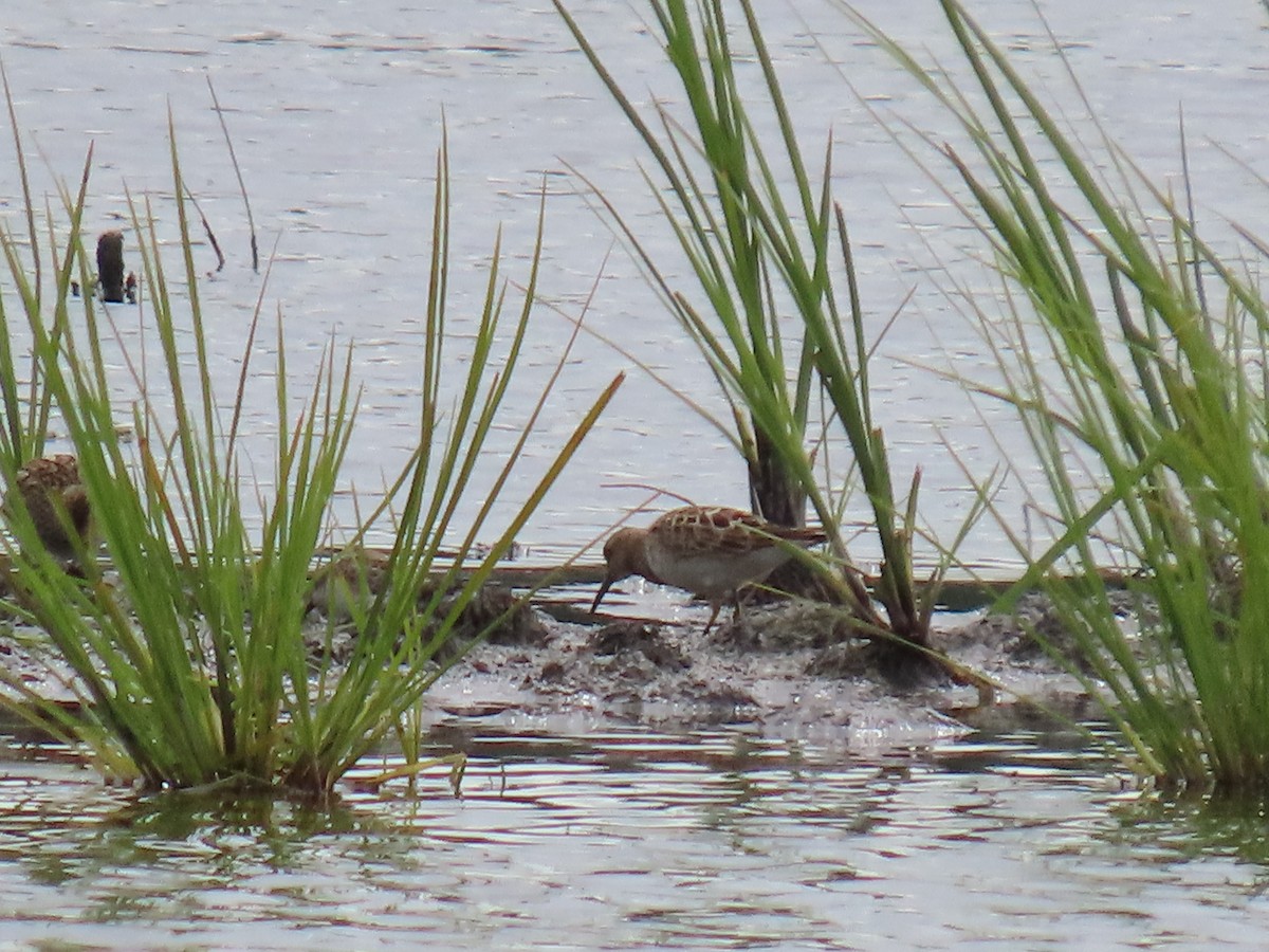 Pectoral Sandpiper - ML622058089