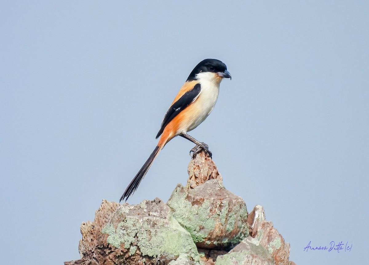 Long-tailed Shrike - Arunava Dutta