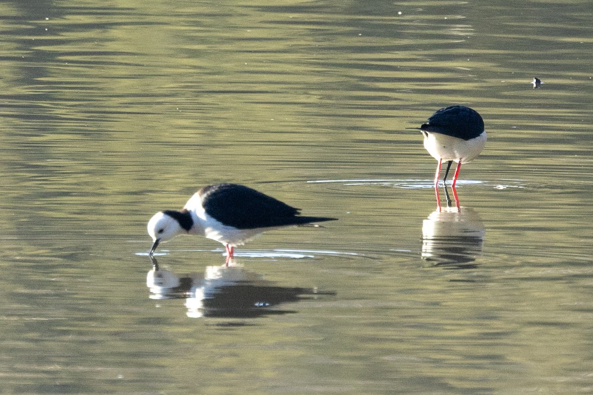 Pied Stilt - Richard and Margaret Alcorn