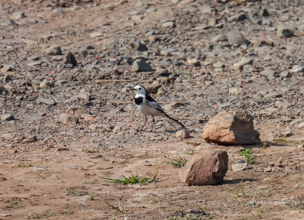 White Wagtail - ML622058092