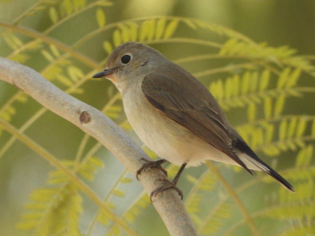 紅喉鶲 - ML622058095